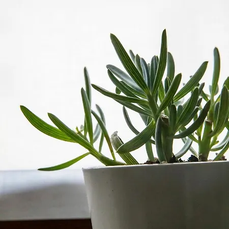 Residenza Del Borgo Bergamo