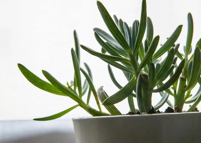 Residenza Del Borgo Bérgamo